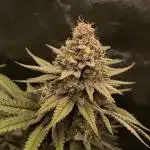 Pineapple Express - Barney's Farm