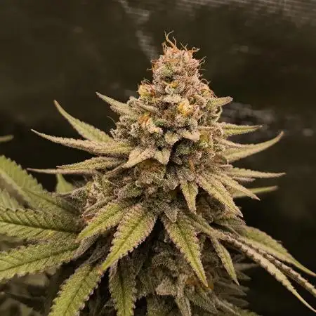 Pineapple Express - Barney's Farm