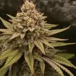 Pineapple Express - Barney's Farm