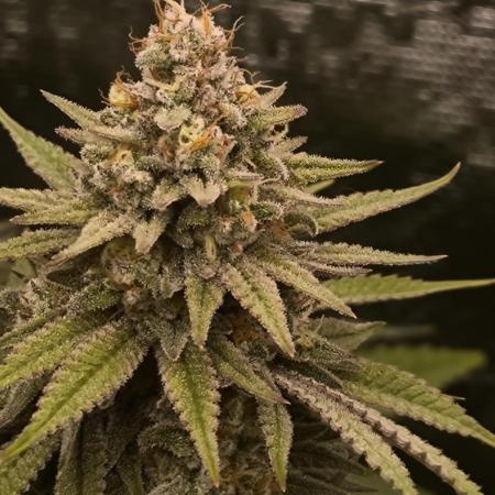 Pineapple Express - Barney's Farm