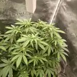 Super Boof - Barney's Farm
