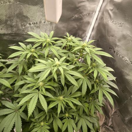 Super Boof - Barney's Farm