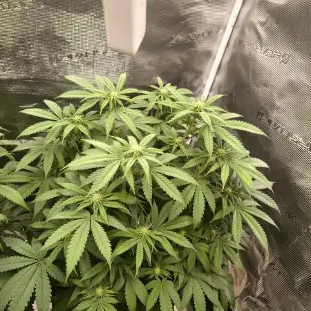 Super Boof - Barney's Farm