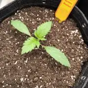 Rainbow Sherbet - Barney's Farm