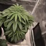 Super Boof - Barney's Farm