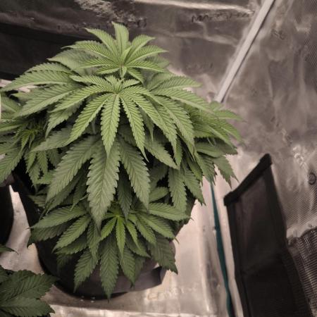 Super Boof - Barney's Farm