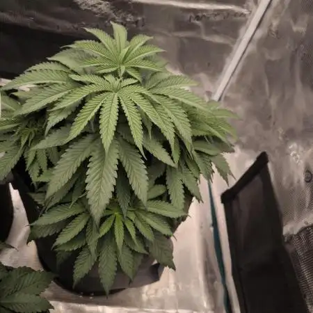 Super Boof - Barney's Farm