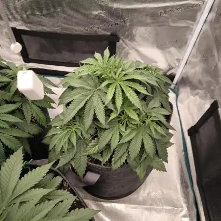 Super Boof - Barney's Farm