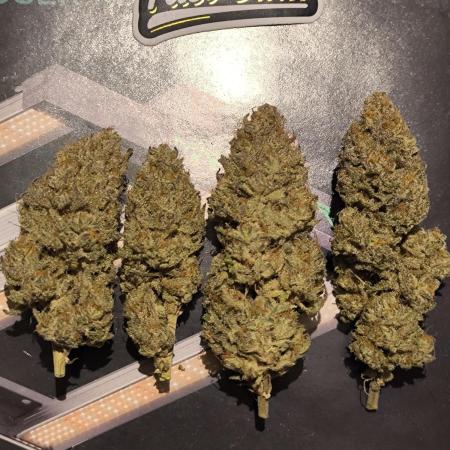 Super Boof - Barney's Farm