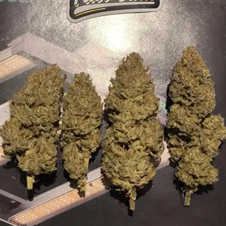 Super Boof - Barney's Farm