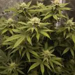 Super Boof - Barney's Farm