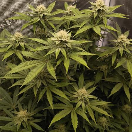 Super Boof - Barney's Farm