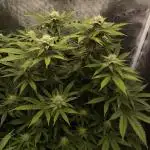 Super Boof - Barney's Farm