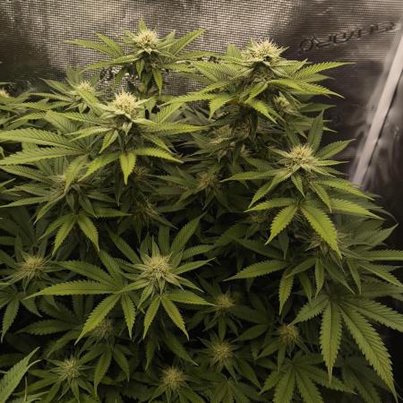 Super Boof - Barney's Farm