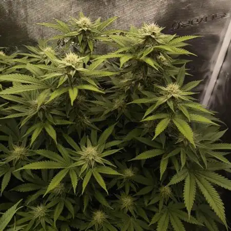 Super Boof - Barney's Farm