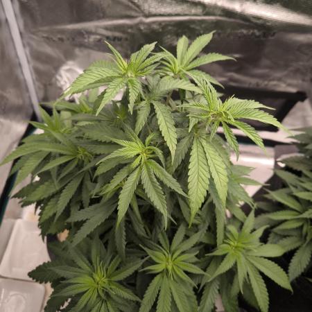 Pineapple Express - Barney's Farm