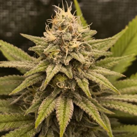 Pineapple Express - Barney's Farm