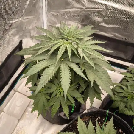 Pineapple Express - Barney's Farm
