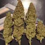 Pineapple Express - Barney's Farm