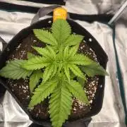 Pink Matcha Slush - Anesia Seeds