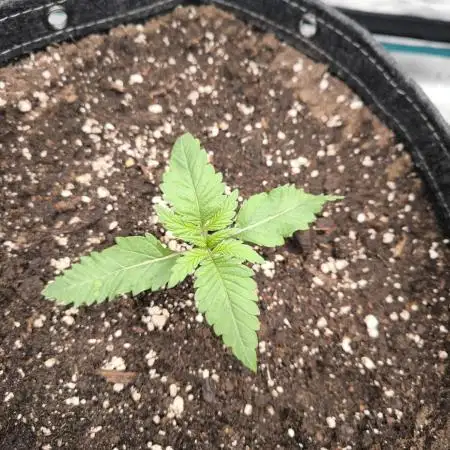 Pineapple Express - Barney's Farm