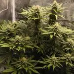 Pineapple Express - Barney's Farm