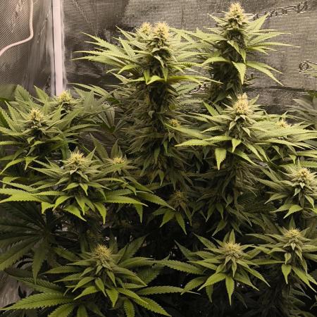 Pineapple Express - Barney's Farm