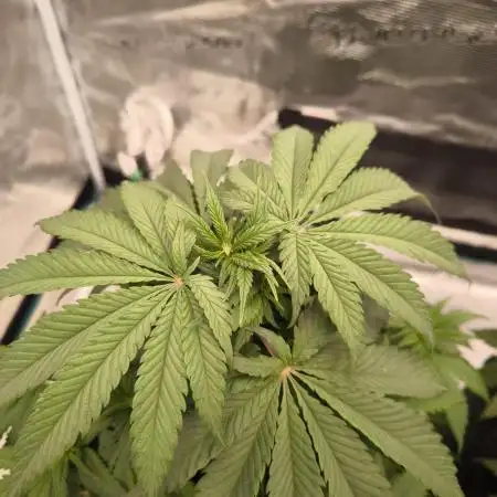 Pineapple Express - Barney's Farm