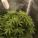 Super Boof - Barney's Farm