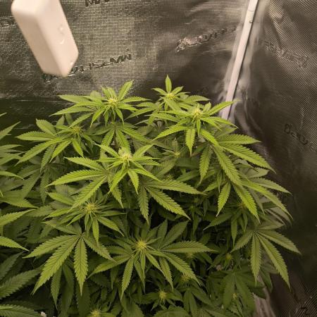 Super Boof - Barney's Farm