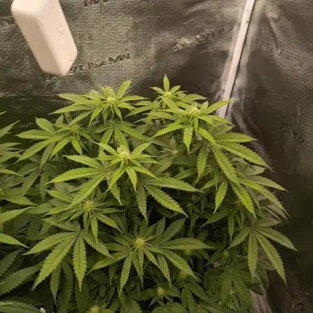 Super Boof - Barney's Farm