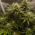 Pineapple Express - Barney's Farm