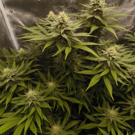 Pineapple Express - Barney's Farm