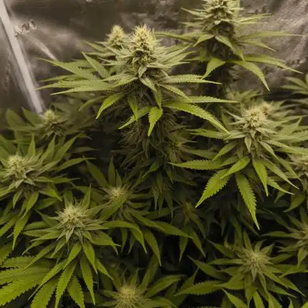 Pineapple Express - Barney's Farm