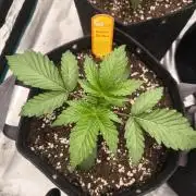 Rainbow Sherbet - Barney's Farm