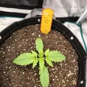 Pink Matcha Slush - Anesia Seeds