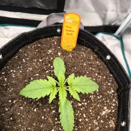 Pink Matcha Slush - Anesia Seeds