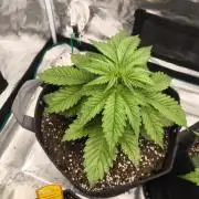 Lemonpaya - FastBuds