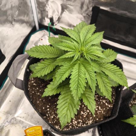 Lemonpaya - FastBuds