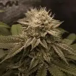 Super Boof - Barney's Farm