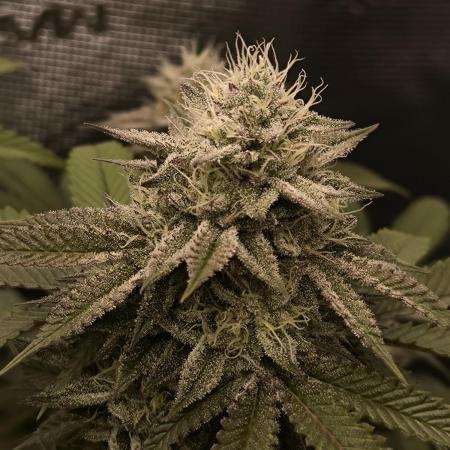 Super Boof - Barney's Farm
