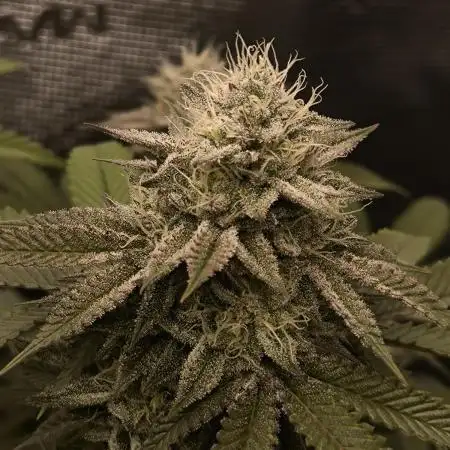 Super Boof - Barney's Farm