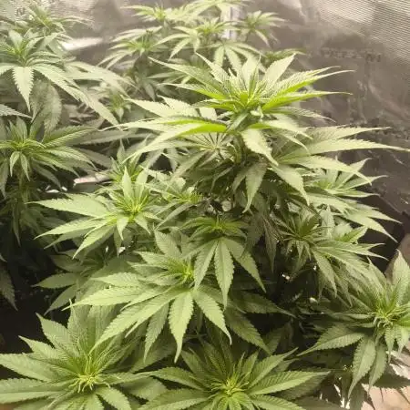 Mimosa x Orange Punch - Barney's Farm