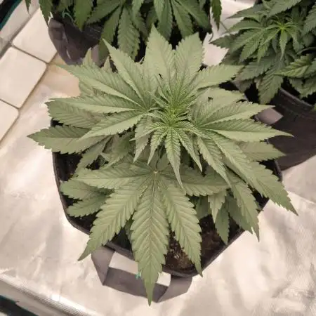Mimosa x Orange Punch - Barney's Farm