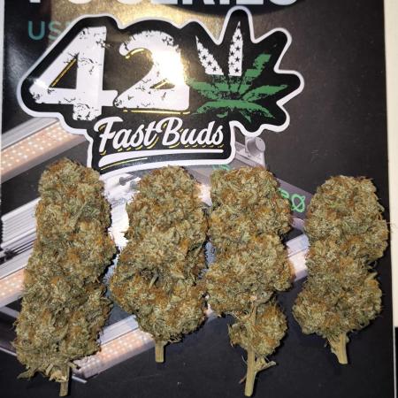 Apricot Auto - Fastbuds