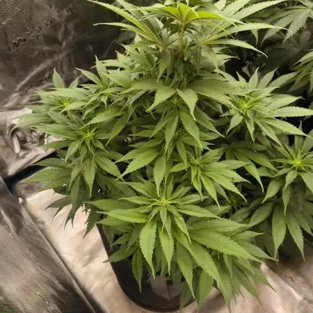Mimosa x Orange Punch - Barney's Farm
