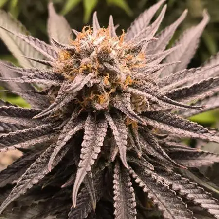 Mimosa x Orange Punch - Barney's Farm