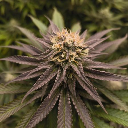 Mimosa x Orange Punch - Barney's Farm