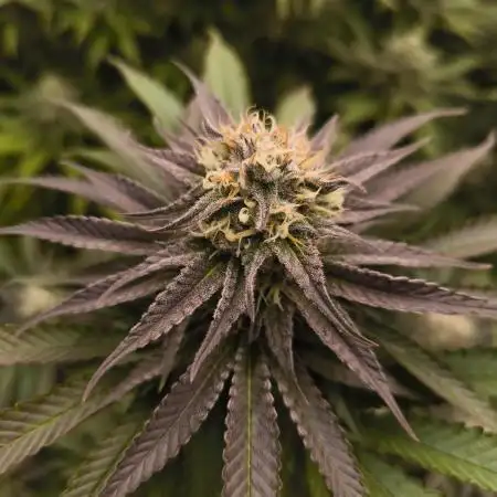 Mimosa x Orange Punch - Barney's Farm