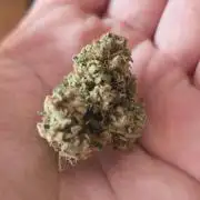 Gazzurple athena growstream